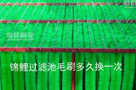 錦鯉過(guò)濾池毛刷多久換一次 錦鯉過(guò)濾池毛刷多久換一次